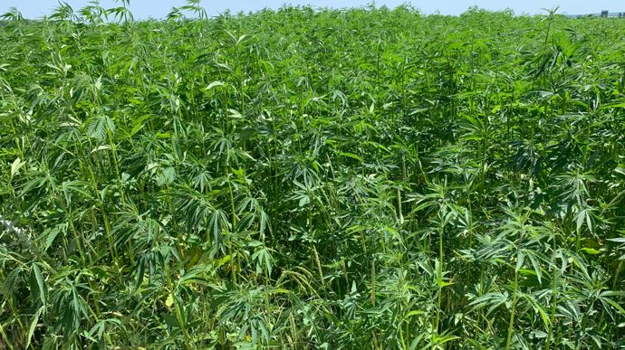 Selon InterChanvre, 1 850 agriculteurs produisent du chanvre en France.